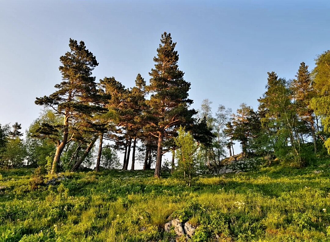 ЛАГОНАКИ - Tata Wolf