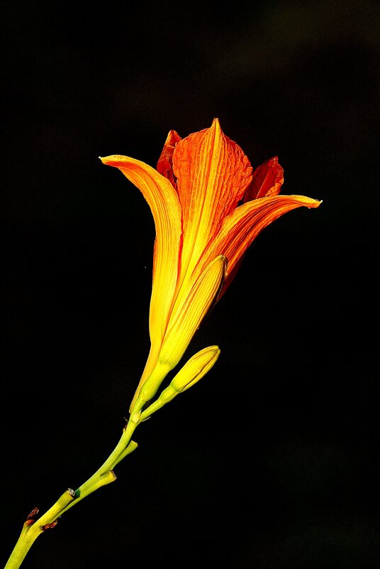 *** - Леонид leo