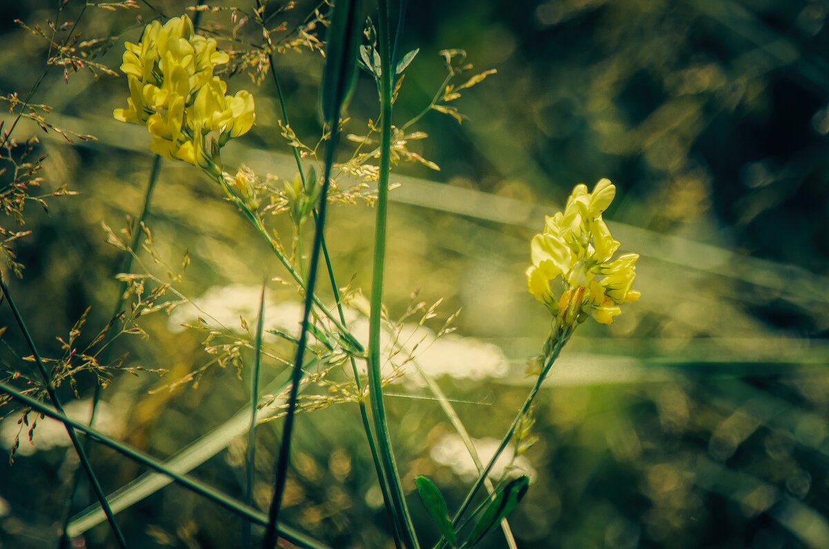 *** - Виктор Иванович Чернюк *** - Виктор Иванович Чернюк