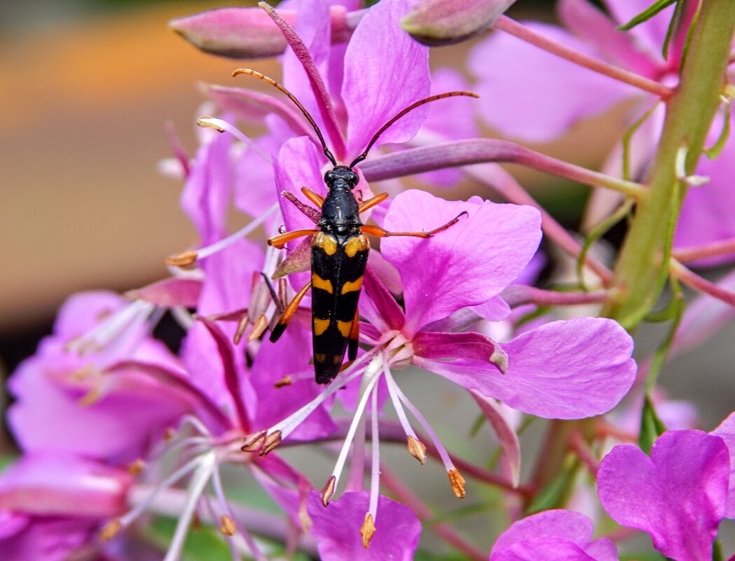 Лептура иван-чаевничает! - Елена Хайдукова  ( Elena Fly )