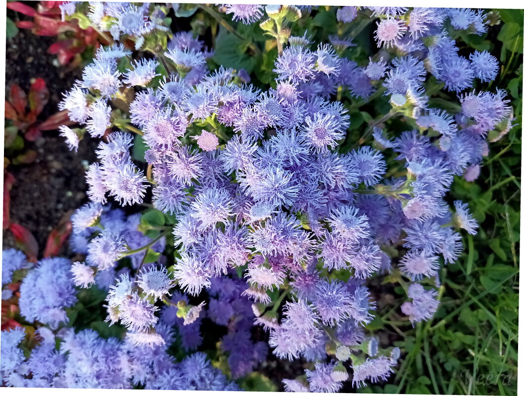 Агератум Гаустона - Veera V