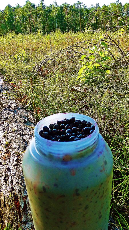 Июль...Пора черничная ! - Владимир Июль...Пора черничная ! - Владимир