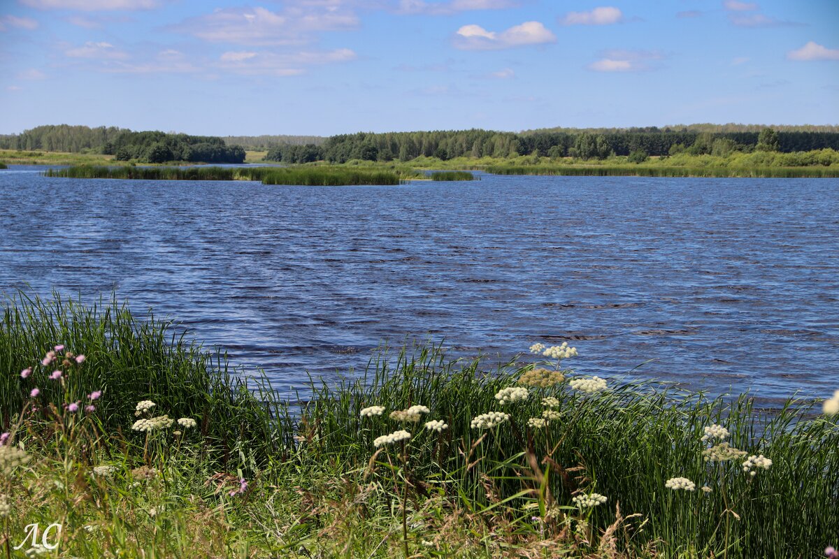 Пруд - Любовь Сахарова