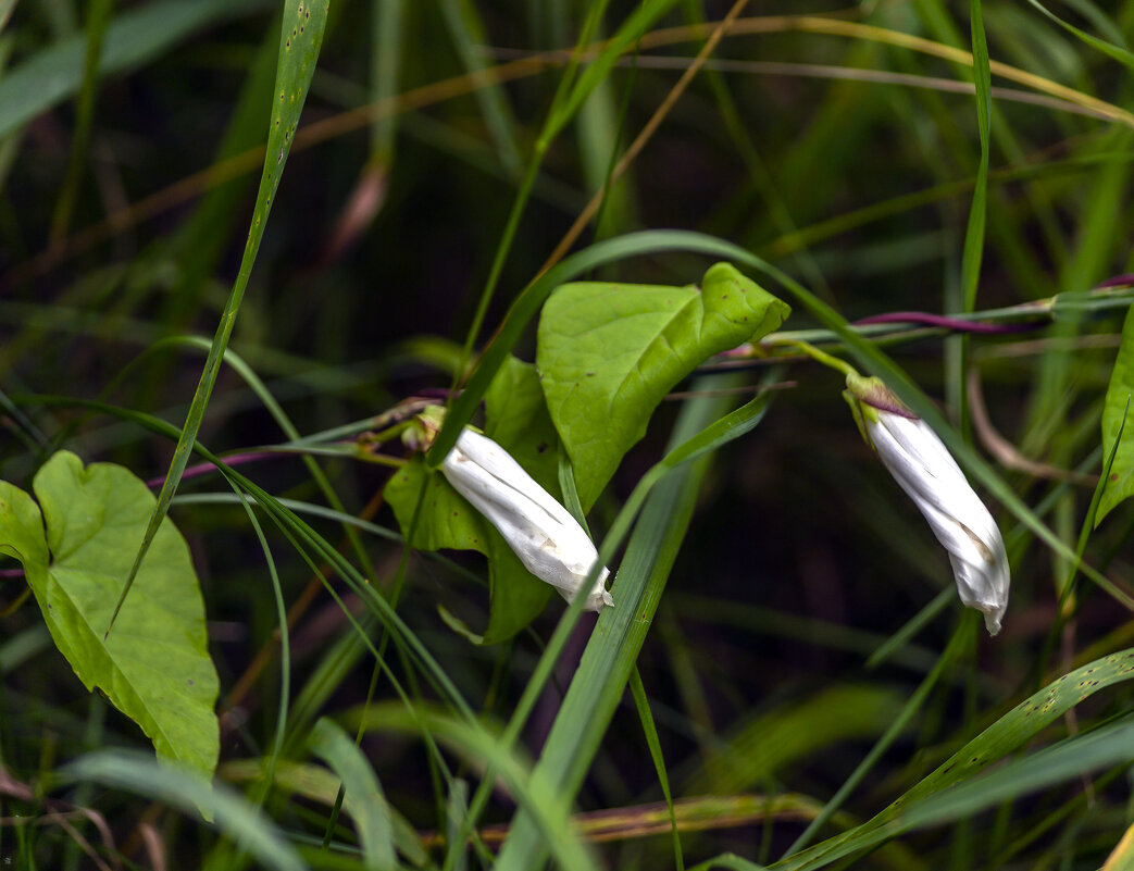 Скоро распустятся - Сергей Цветков