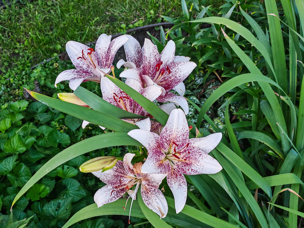 Летние цветы - Dmitry i Mary S