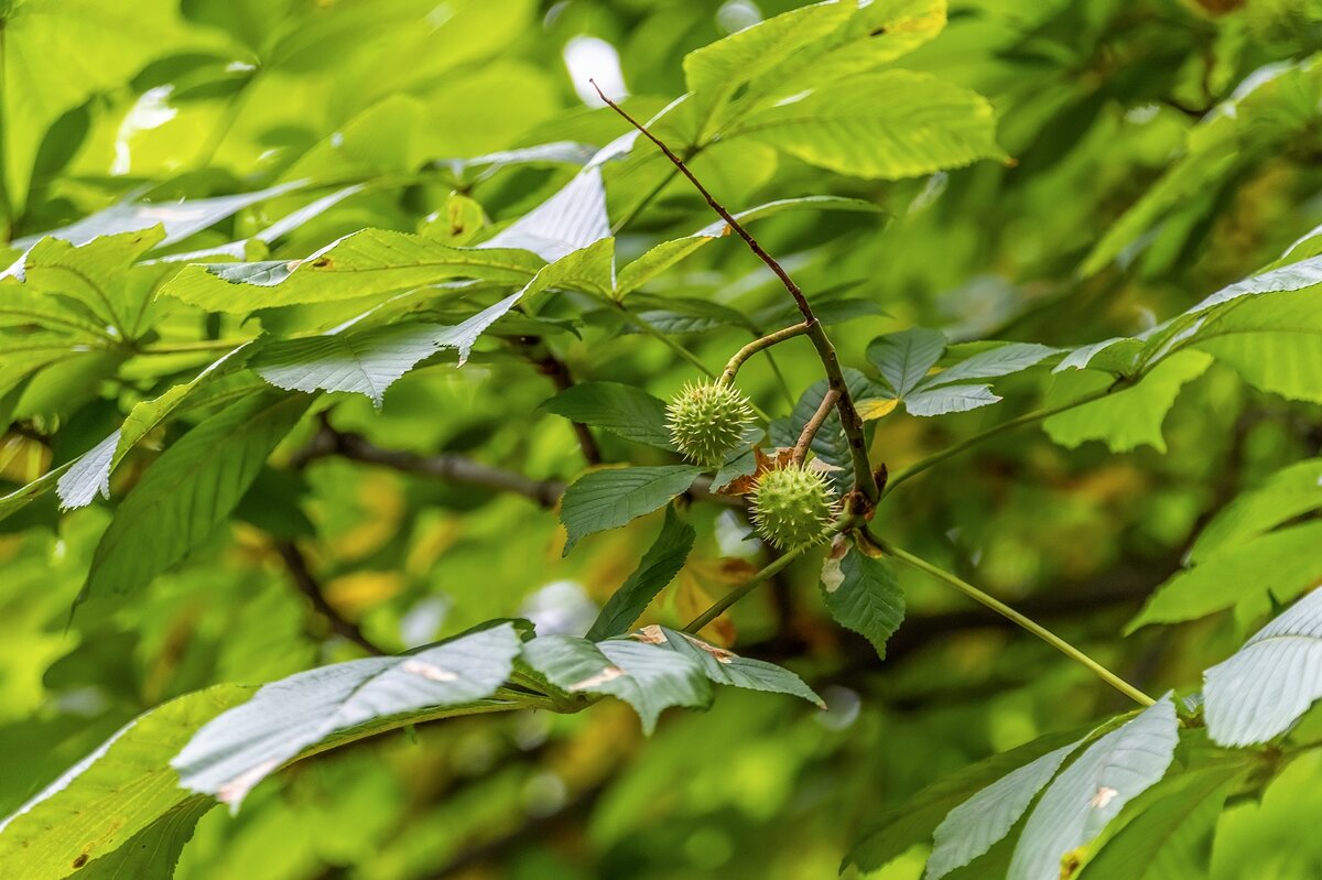 Июльский каштан - Валерий Иванович