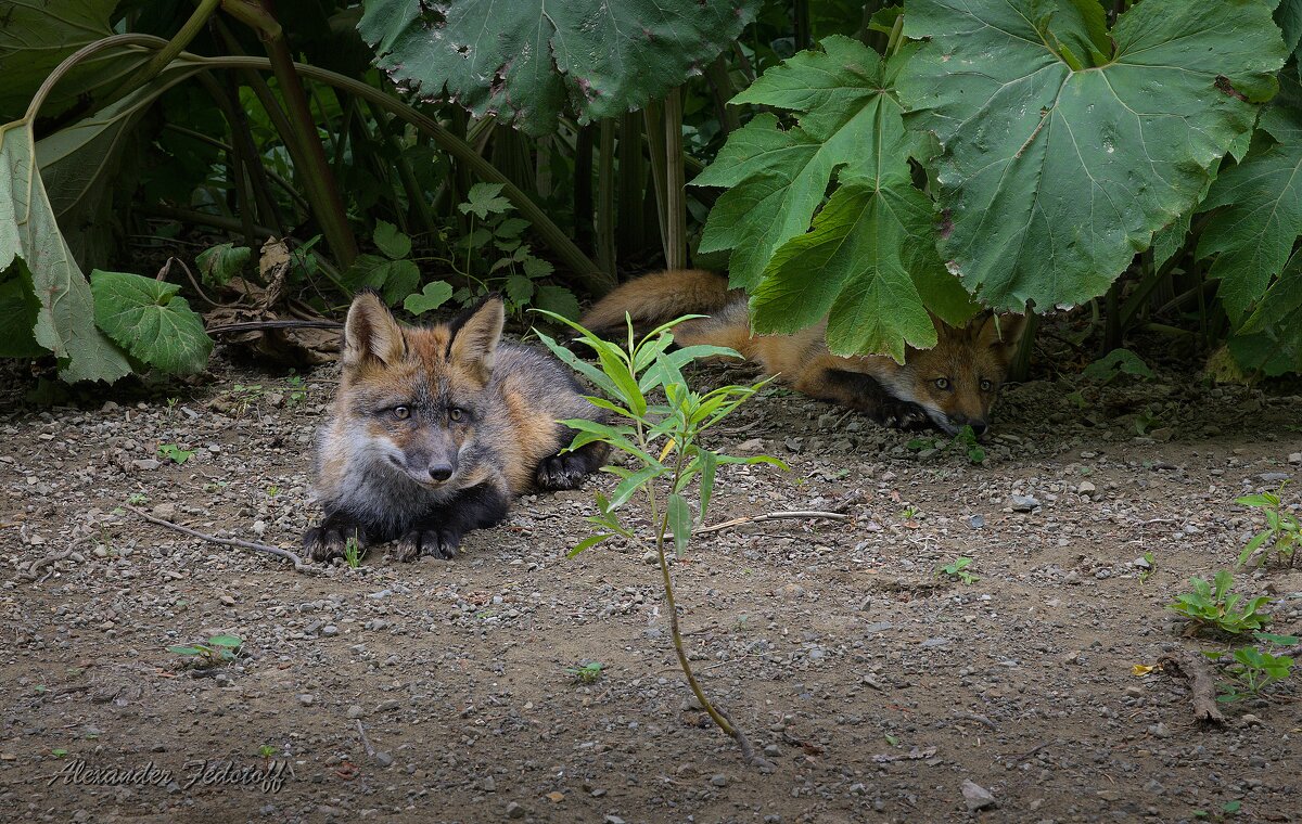 ... - Alexander Fedotov