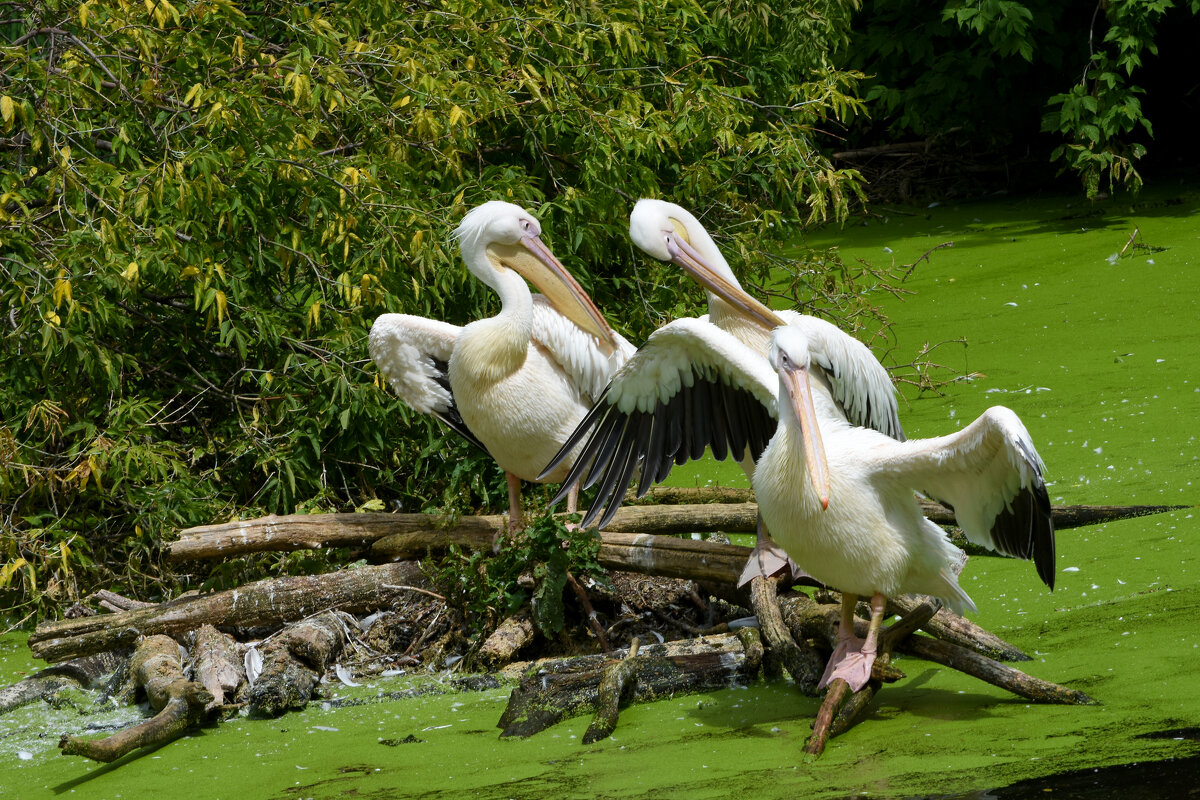 Московский Зоопарк. Пеликаны. - Наташа ***** Московский Зоопарк. Пеликаны. - Наташа *****