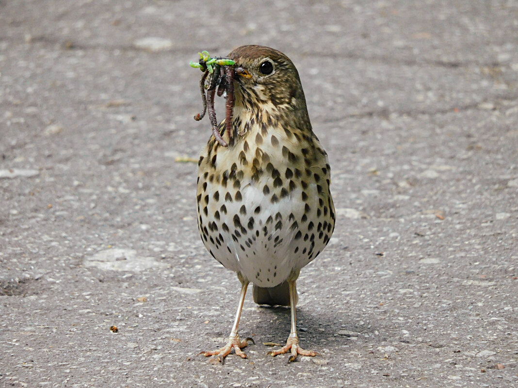 Добытчик - Лина 