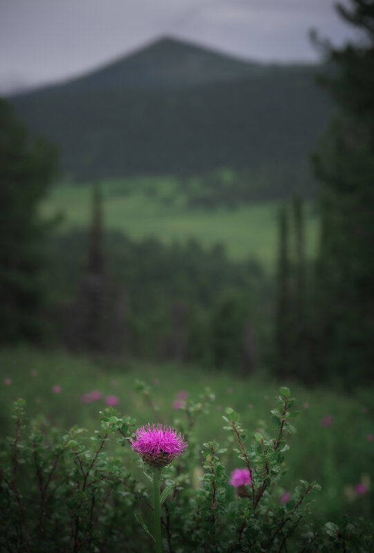 * - Александр Иванов