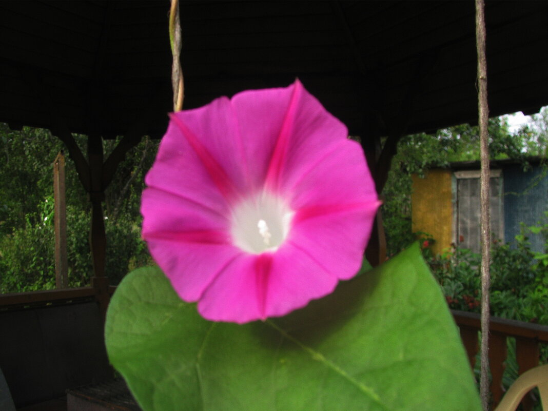 Ипомея цветёт - Людмила Смородинская Ипомея цветёт - Людмила Смородинская