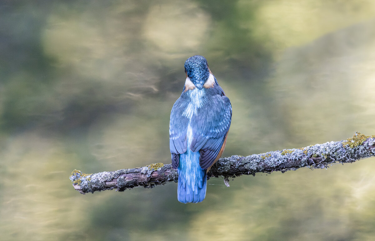 зимородок. - юрий макаров