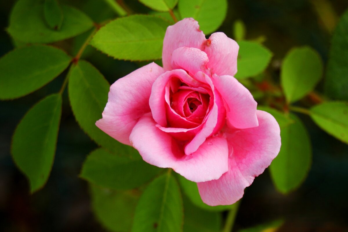 Доброе утро - Юрий. Шмаков