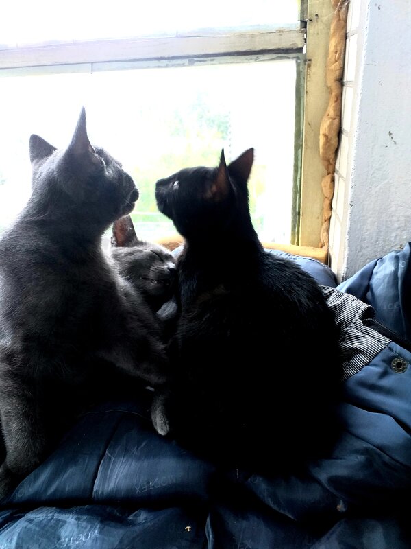 мысленный прогноз погоды... - Галина Флора мысленный прогноз погоды... - Галина Флора