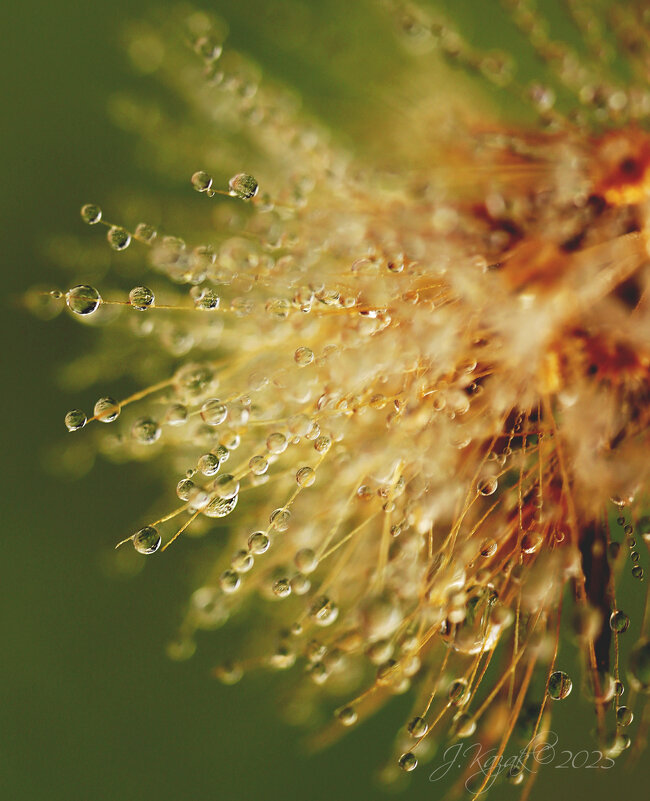 *** - Елена Kазак (selena1965)