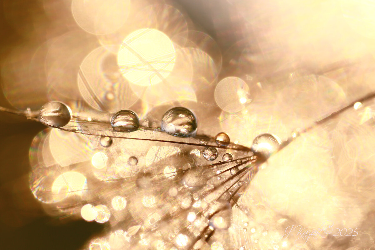 *** - Елена Kазак (selena1965)