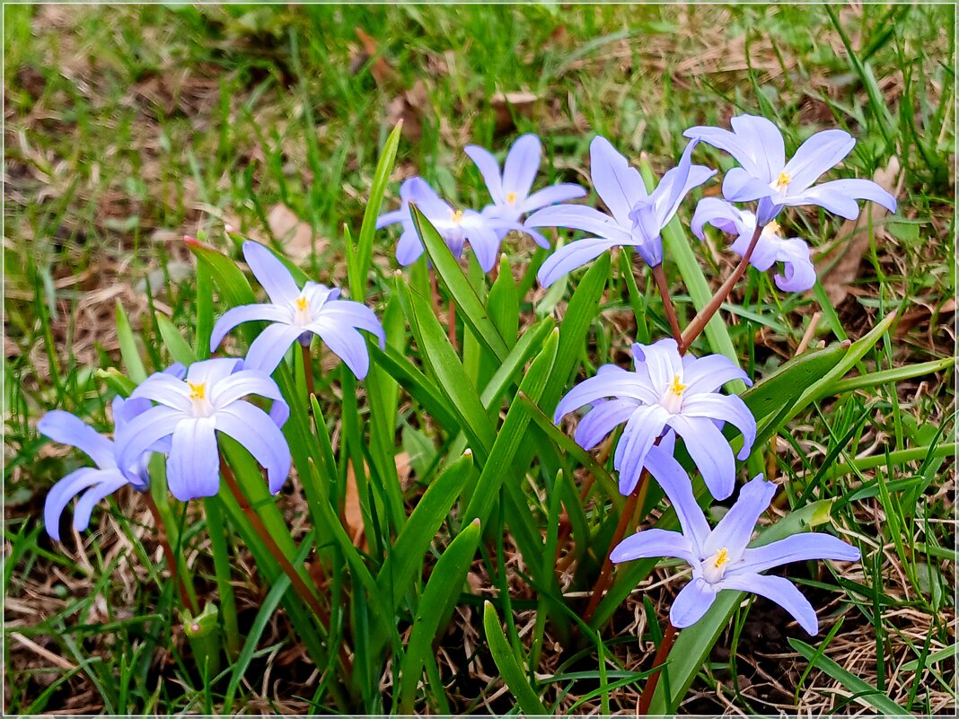 Апрельские первоцветы. - Лия ☼