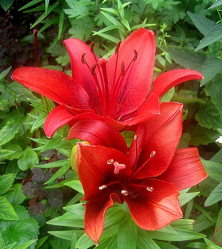 Ли.. - Елена Семигина