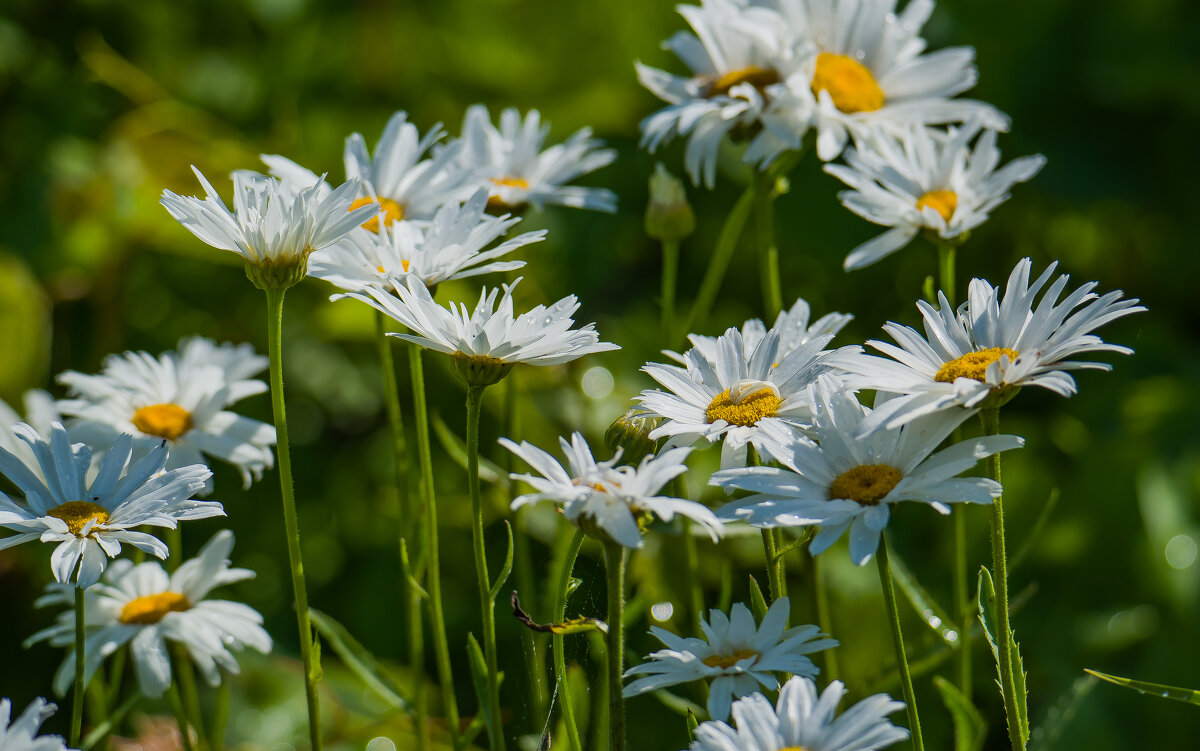 Дачные ромашки.... - Sergey (Apg)