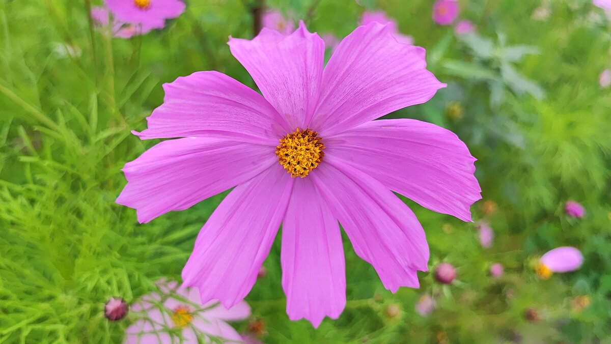 ,,, - Сергей Тимоновский