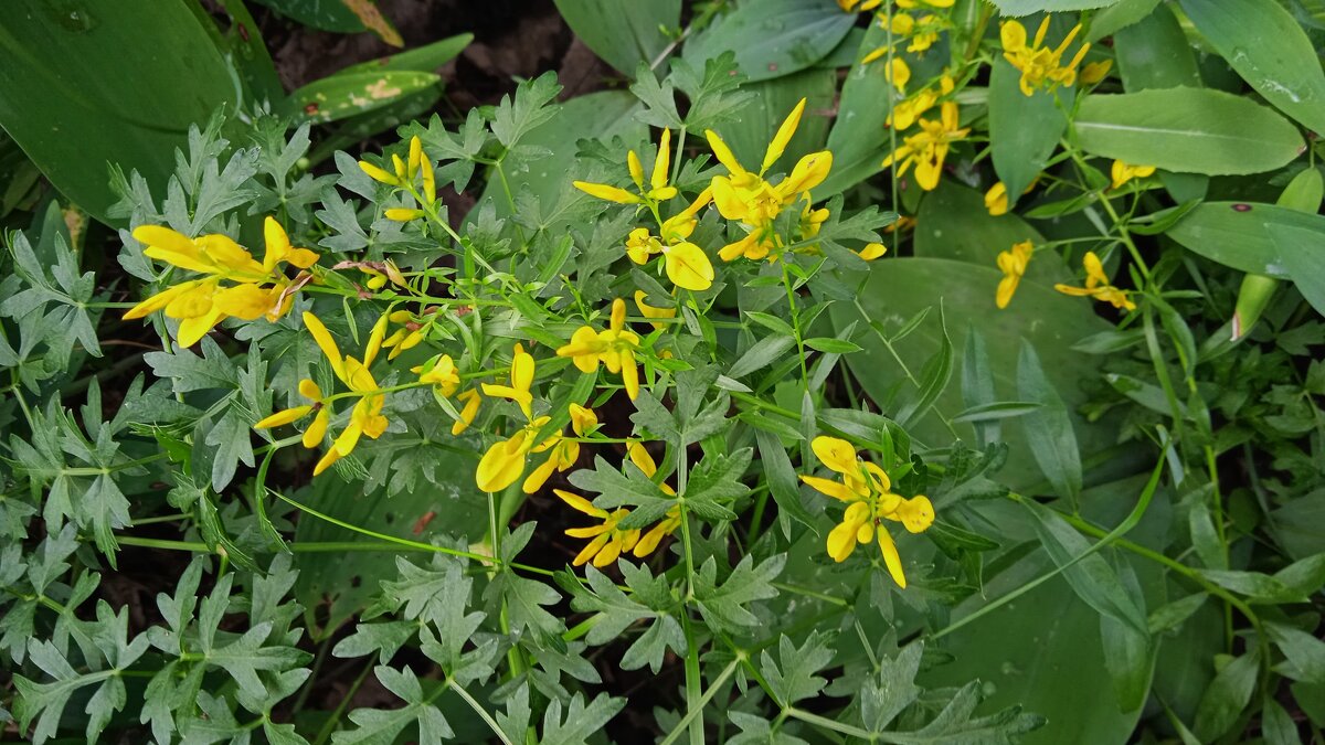 лесное - Елена Шаламова