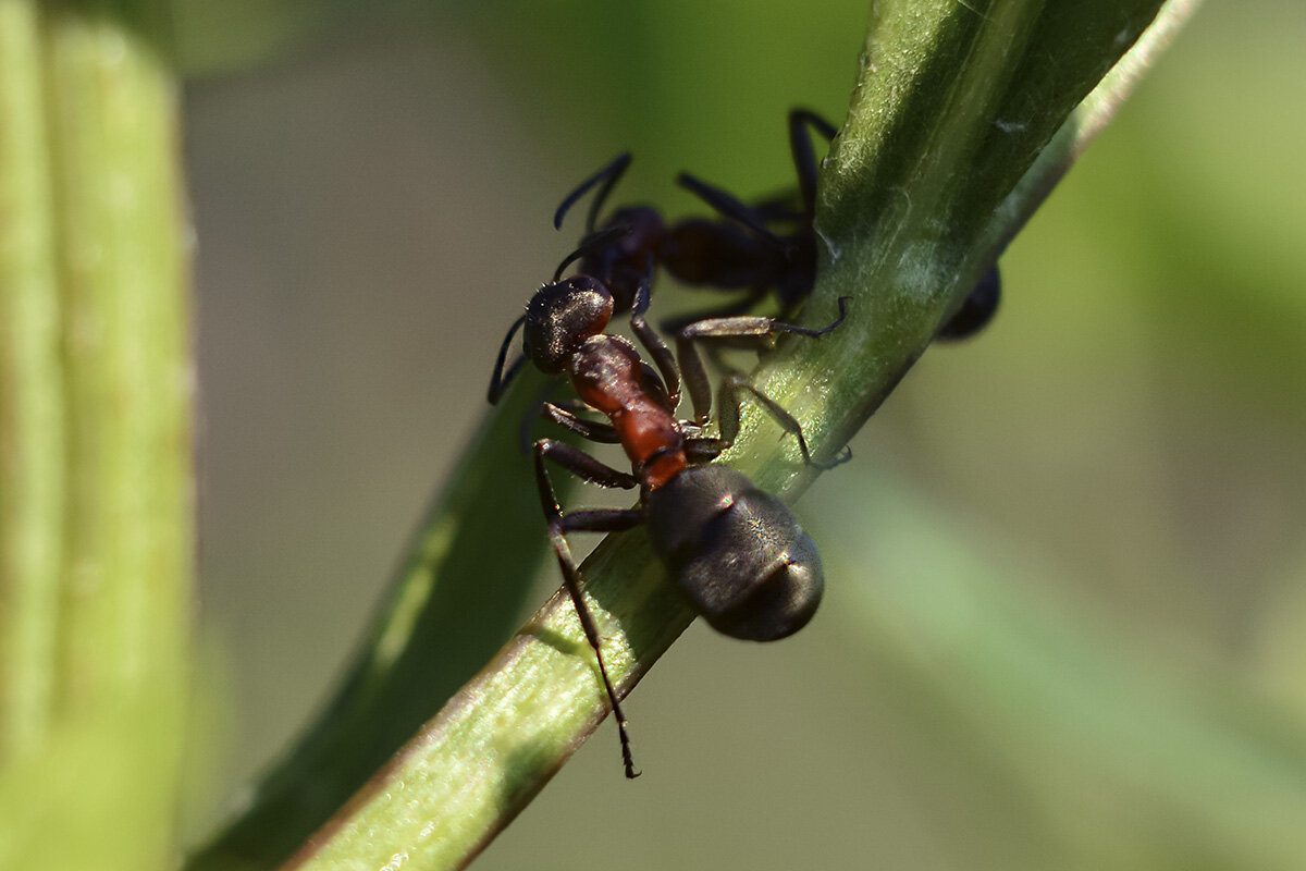 Зазеркалье - Геннадий Супрун