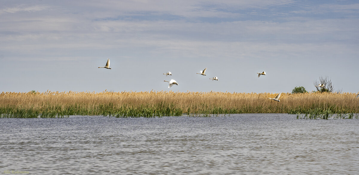 Полет над Ахтубой - Колеснова Алла 
