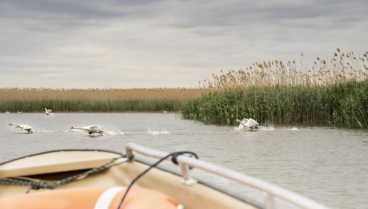 Наперегонки - Колеснова Алла 