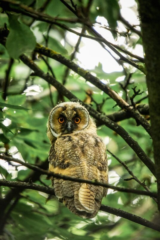 Малыш ушастой совы - Зинаида Манушкина