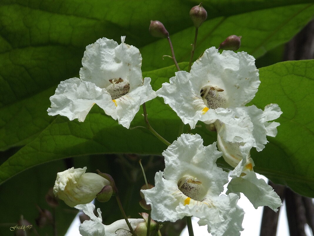 Катальпа - Freddy 97