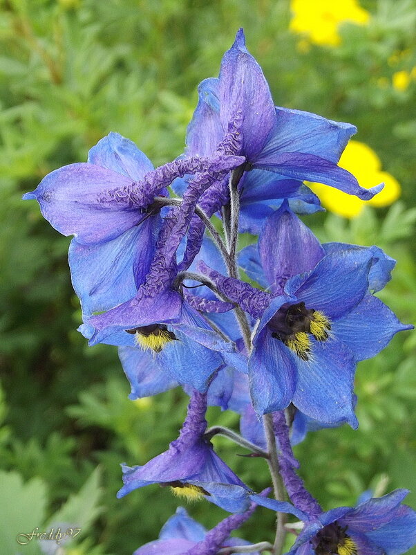 Дельфиниум - Freddy 97