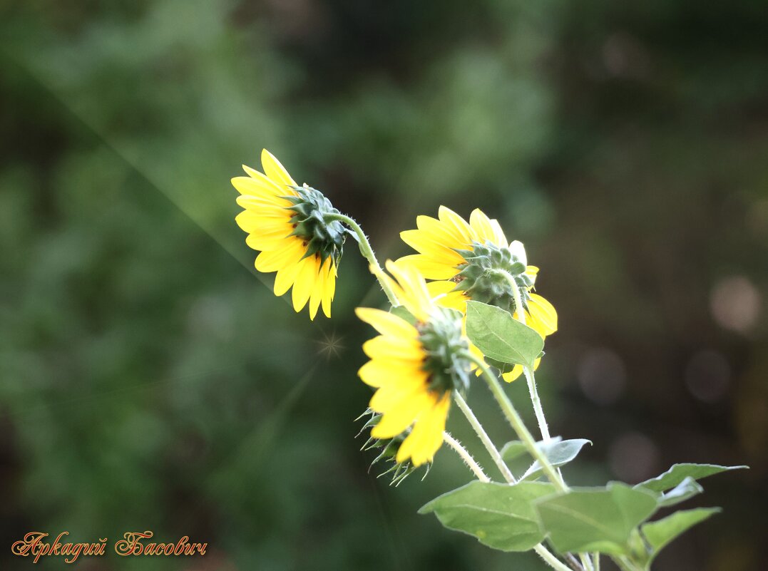 Цветок - Аркадий Басович