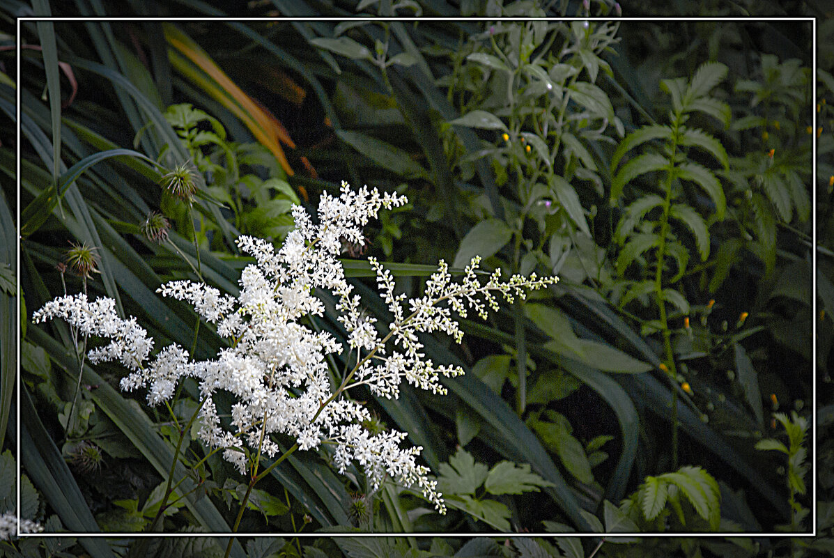 Контраст - Владимир Кроливец