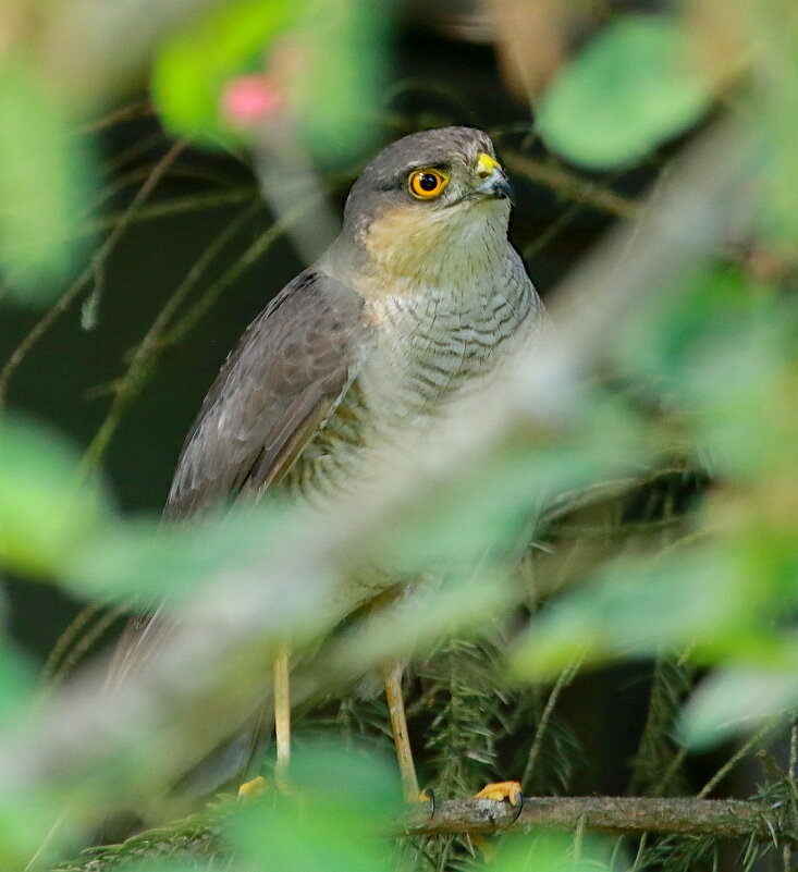 он добычу стережёт... - Andrey Bragin 