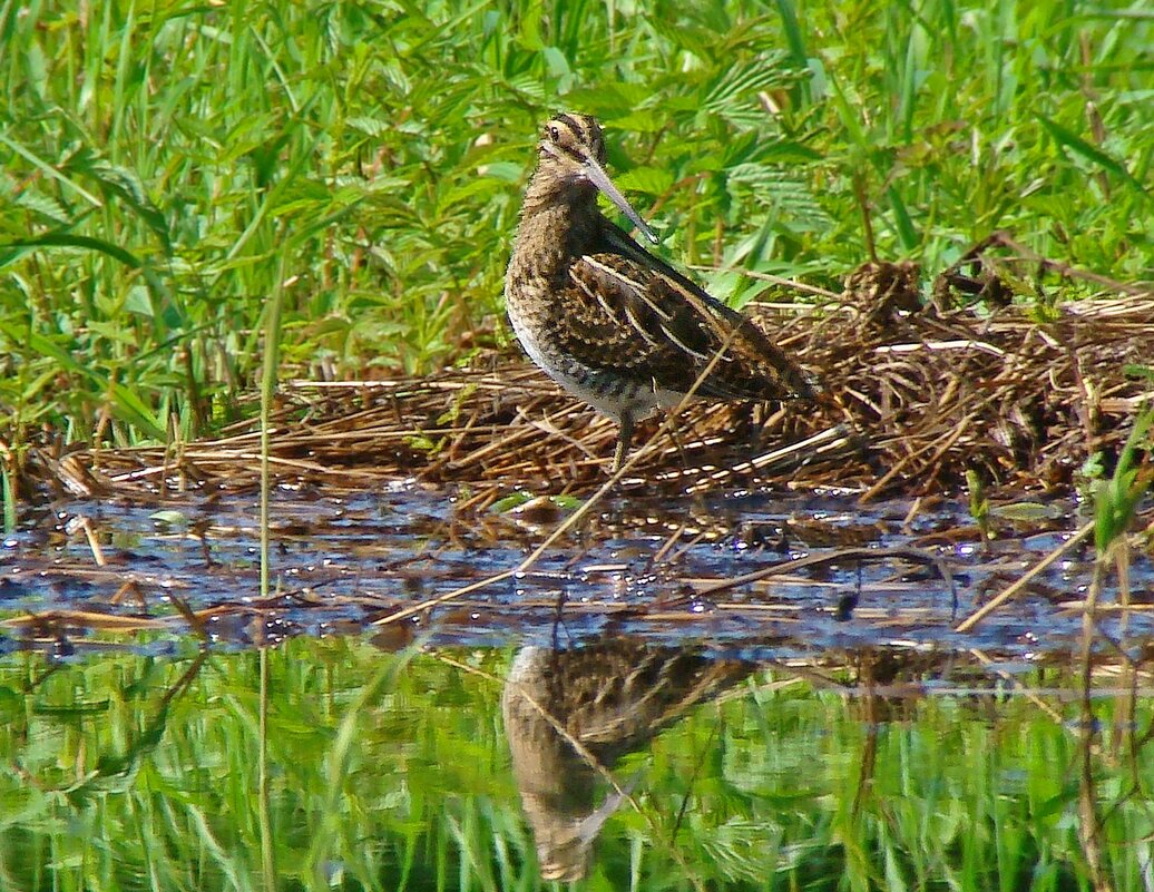 бекас - gawrilа - dan