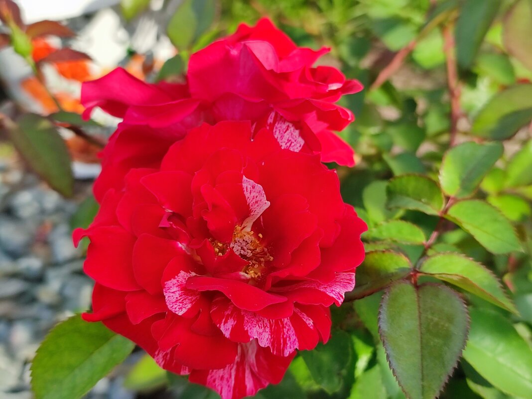 В моём саду - Валентина Богатко В моём саду - Валентина Богатко