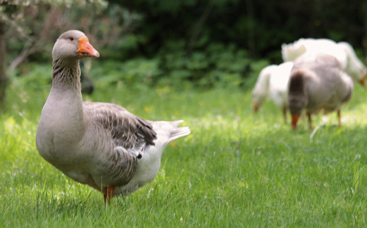 Лето. Утро на ферме. - Арина Невская Лето. Утро на ферме. - Арина Невская