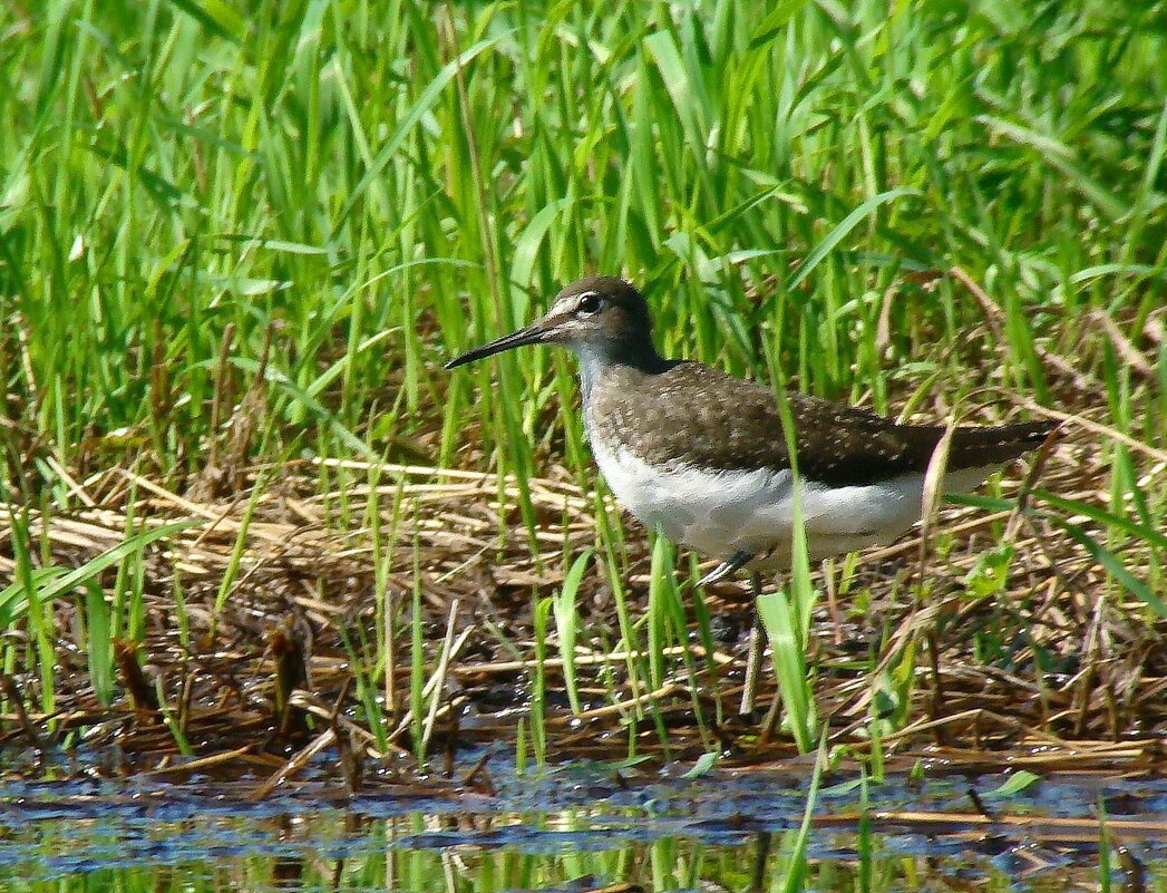 черныш - gawrilа - dan