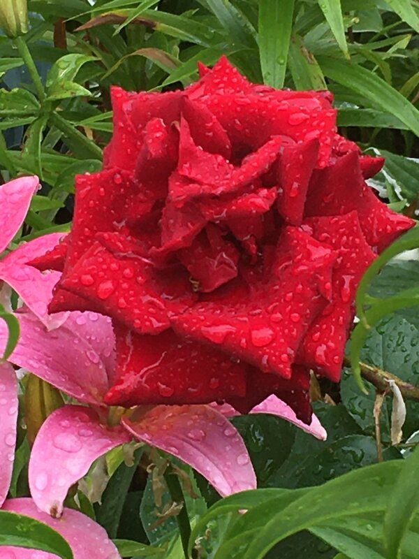 Цветы... - Владимир Павлов