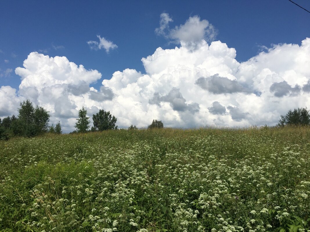 Русское поле... - Владимир Павлов