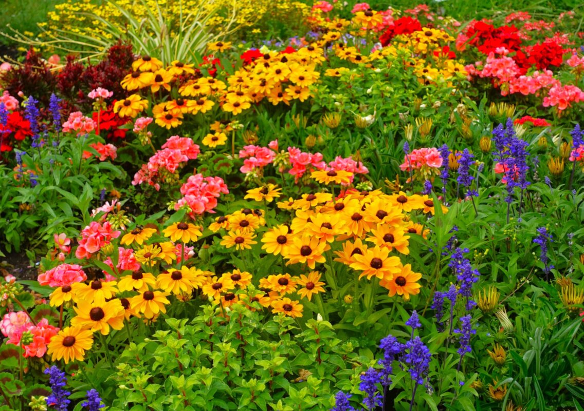 Летняя клумба - Aida10 