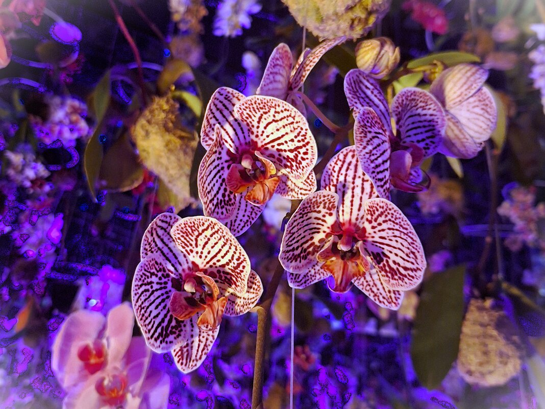 Орхидея - Наталья 