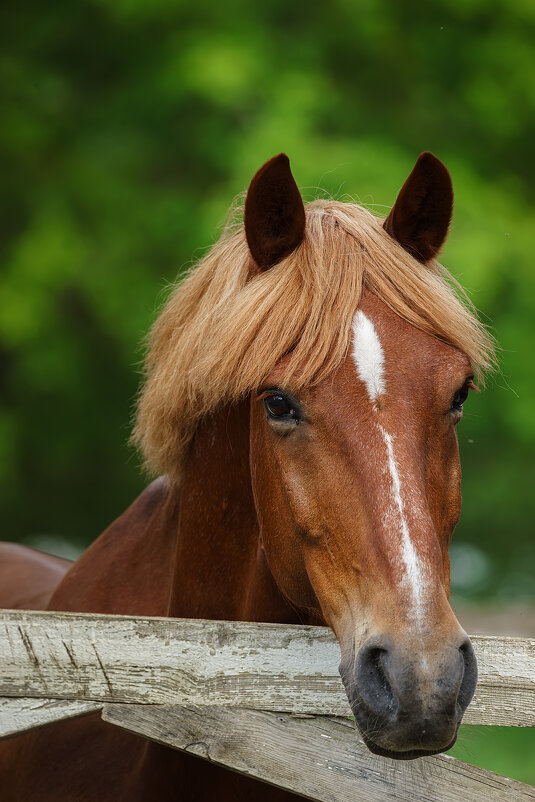 Лошадь - Alex Bush