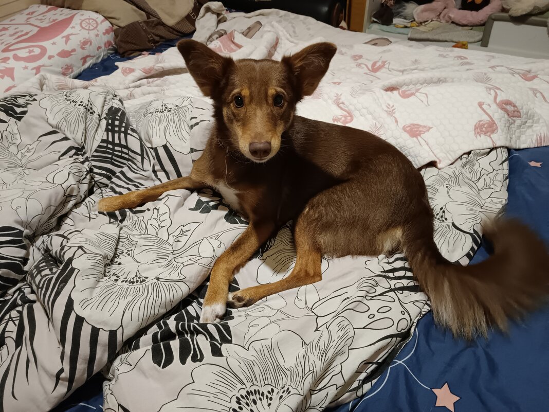 Киви в гостях - Мария Васильева