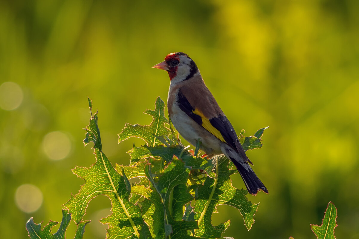 в закатных лучах - Виталий Емельянов