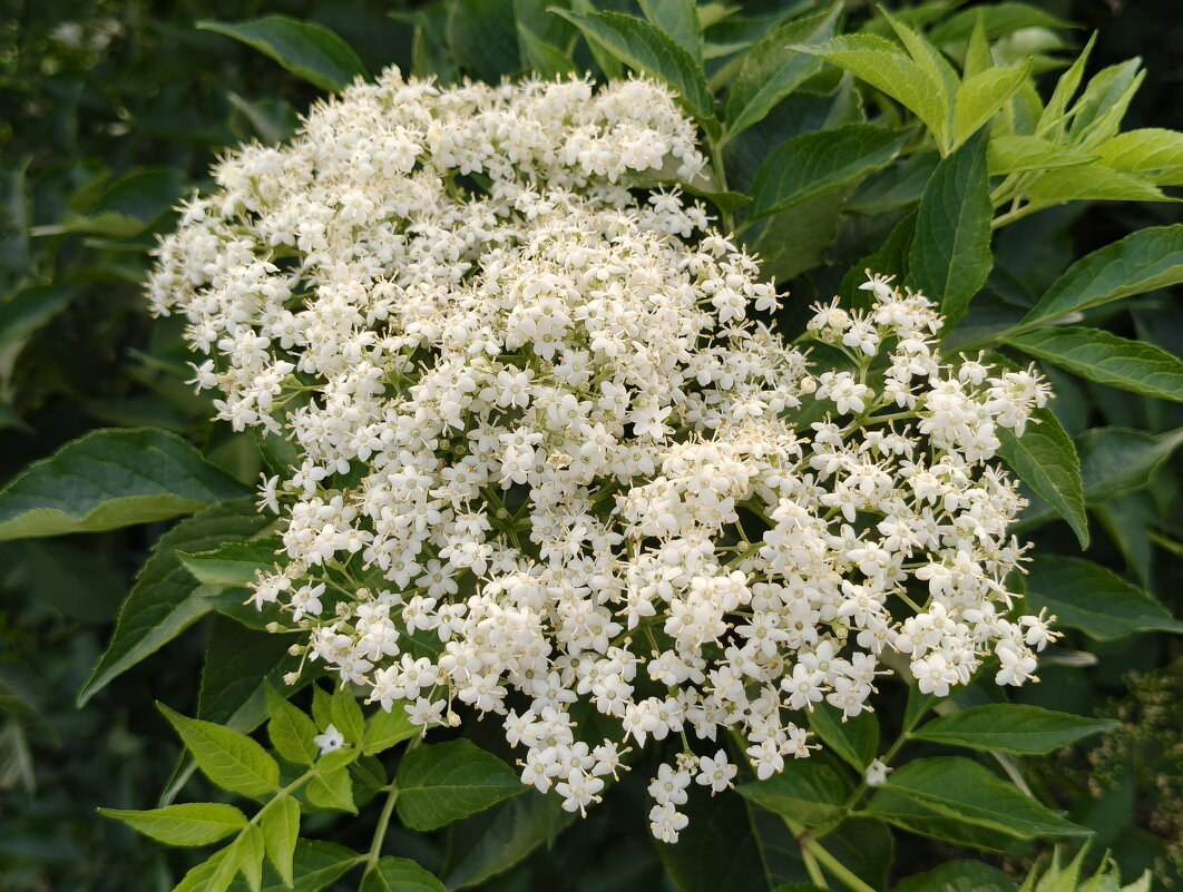 Чёрная бузина - Валерий Судачок Чёрная бузина - Валерий Судачок