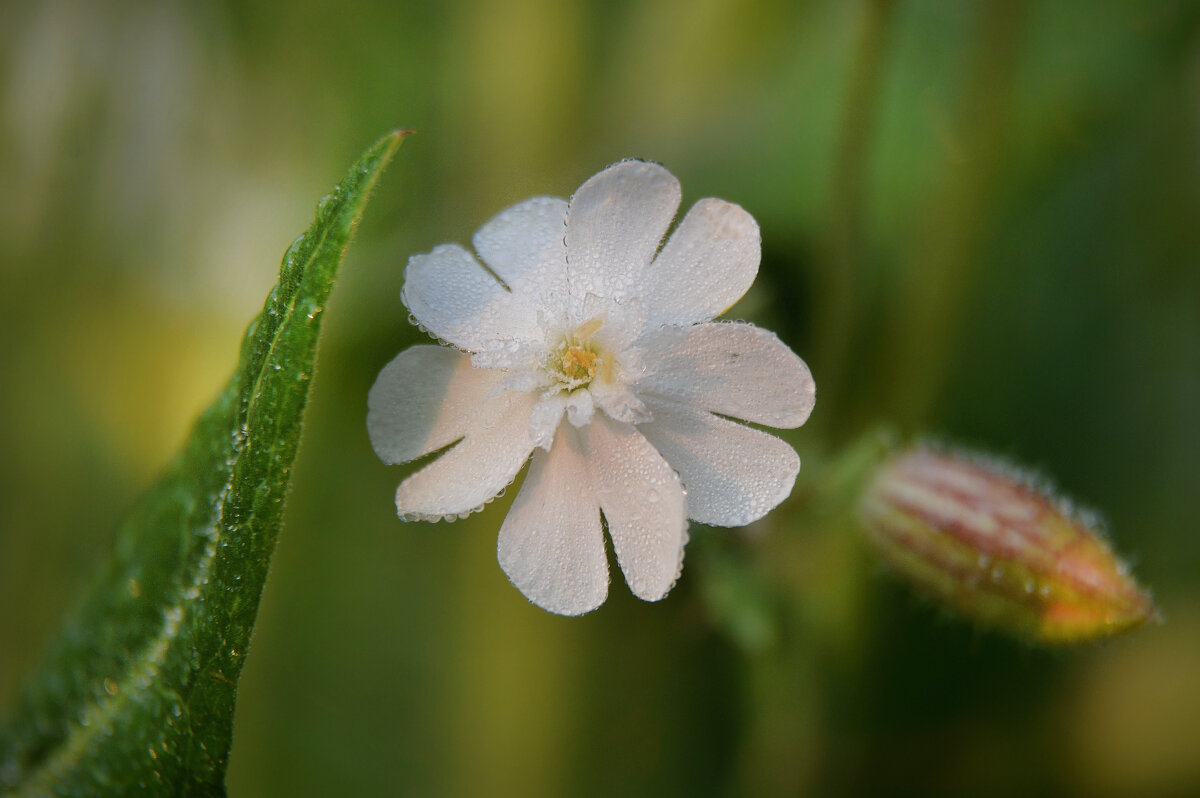 Смолевка обыкновенная - Надежда Куркина 