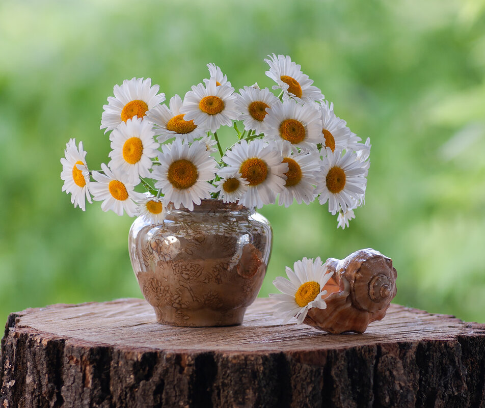 Ромашки - Елена П Ромашки - Елена П