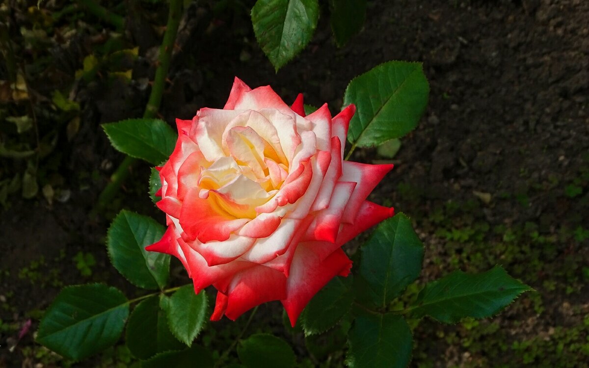 Городская роза. - Милешкин Владимир Алексеевич 