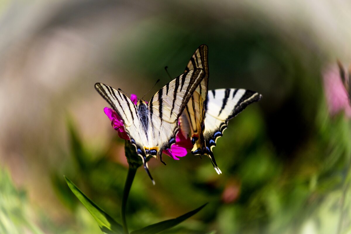 Подарилии в танце с ветром - Светлана Тихонина
